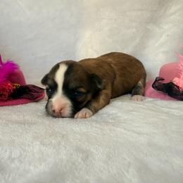 Sofia - Black sabled fawn female Chihuahua puppy in Seneca, Missouri from Stephanie’s Puppy Colony