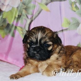 Rebellion - Black gold and white female Shih Tzu puppy in Texas from Little Foot Paws 🐾
