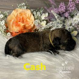 Cash - Sable male Bernedoodle puppy in Heyworth, Illinois from Cobble Creek Puppies