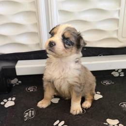 Blue Bell - Blue merle female Australian Shepherd puppy in Piedmont, Oklahoma from HeartDriven Aussies