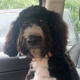 Banks - Bernedoodle
