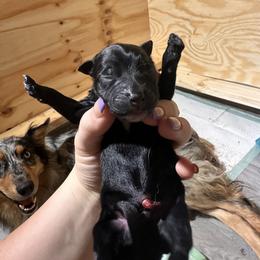 Australian Shepherd Puppies from North Central Aussies