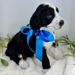Boy 3 - male Bernedoodle puppy in Mapleton, Utah from Natural Doodle Life
