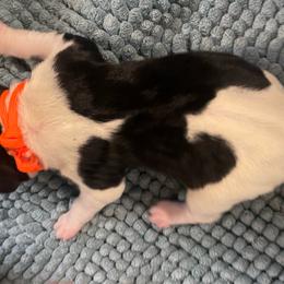 Orange - Black and white male Pointer puppy in Olympia, Washington from Birdsboro Pointers