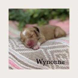 Wynonna - Caramel female Australian Labradoodle puppy in Gladstone, Oregon from Beaver State Labradoodles