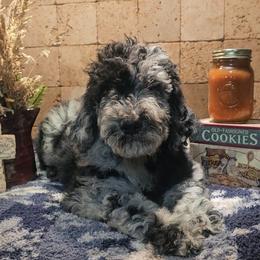 Assorted Doodle Crosses, Goldendoodles, Mal-Shis, and Poodles from Sweetest Puppy 4 Me