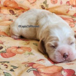 Blue Collar - Red and white male Cocker Spaniel puppy in Stanford, Kentucky from Eagle Cliff Kennel
