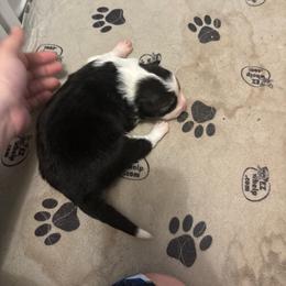 Girl 3 - Tri-color female Border Collie puppy in Defuniak Springs, Florida from Blue Cypress Stock dogs