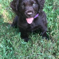 Boykin Spaniel Puppies from Bear Creek Boykin Spaniels