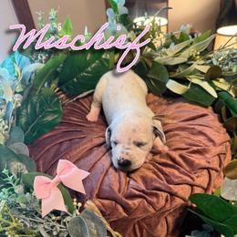 Mischief - White and black female Dalmatian puppy in Mount Vernon, Missouri from Spots & Spirals