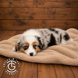 Jacko - Brindle merle and white male American Corgi puppy in Hico, Texas from Chisholm Trail Kennels