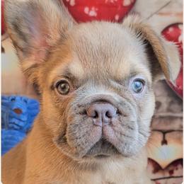 Boy 2 - Spirit - Tricolors male French Bulldog puppy in Elberton, Georgia from Ioney's Southern Paws Shelties, Frenchies, and Yorkies