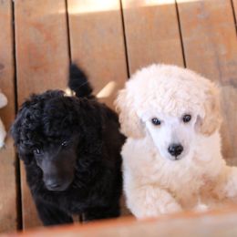 Poodles from Caralot Miniature Poodles