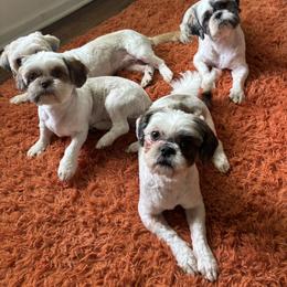 Poodles and Shih Tzus from PureBreedsKC
