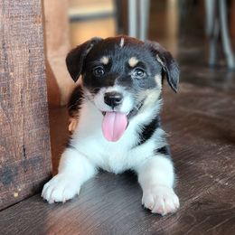 Female 2 - Black and tan female Pembroke Welsh Corgi puppy in Orleans, Indiana from Workman Farms