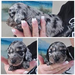 Girl 1 - Dapple female Dachshund puppy in Port Charlotte, Florida from Vicki's Dachshund Crossing