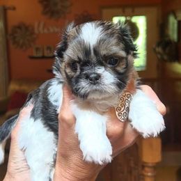 Swan - Tricolor female Shih Tzu puppy in Nekoosa, Wisconsin from Brox Acres House of Fur LLC