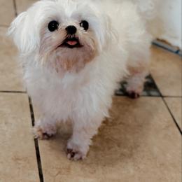 Tiffany - White female Maltese puppy in Newport Beach, California from Exotic City Pomeranians and chihuahuas