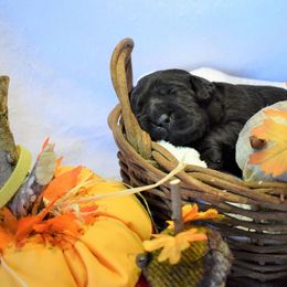 Labrador Retriever Puppies from Breeding Coordinator at Dogs for Better Lives