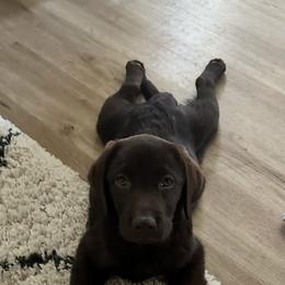 Labrador Retriever Puppies from Ridgemere Retrievers
