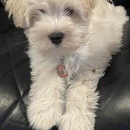 Stevie (red collar) - White male Miniature Schnauzer puppy in Port Orchard, Washington from Silver Bells Miniature Schnauzers