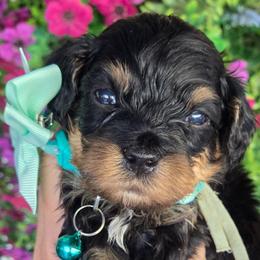 Michael Sea Green Collar - Tri-color male Bernedoodle puppy in Vernon, Texas from Sugarland's Texas Goldendoodles