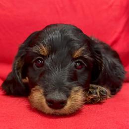 Winston - Black and tan male Dachshund puppy in Sutherland, Virginia from Sutherland Estates Dachshunds