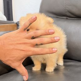 Pomeranian Puppies from Bear face Pomeranian