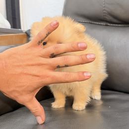Pomeranian Puppies from Bear face Pomeranian
