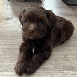 Havanese Puppies from Havanese on the Hill