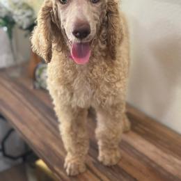 Poodle Puppies from East Bunch Poodles