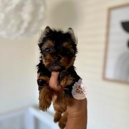 Dolly 5,348 - Black and tan female Yorkshire Terrier puppy in Pittsburg, California from Crystal Garden Yorkies