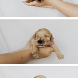 Goldendoodle Puppies from Pitter Patter Puppies