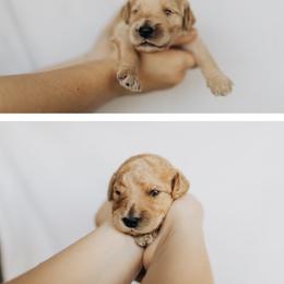 Goldendoodle Puppies from Pitter Patter Puppies