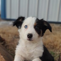 Border Collie Puppies from Bond Border Collies
