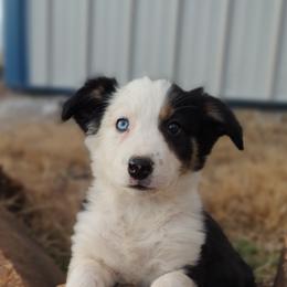 Border Collie Puppies from Bond Border Collies