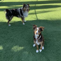 Sadie - Miniature Australian Shepherd