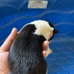 Flame - Black and white Border Collie puppy in Defuniak Springs, Florida from Blue Cypress Stock dogs