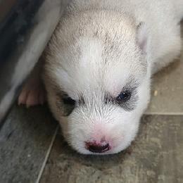 4 Merla Haggard (Reserved till 8 weeks old show evaluation) - Gray and white male Siberian Husky puppy in Heppner, Oregon from Yuki Ookami Show Kennel