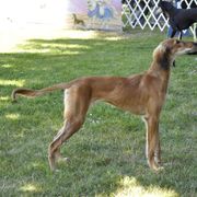 Saluki Puppies from Kushiel Salukis