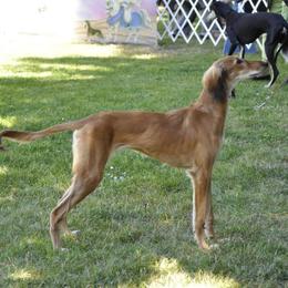 Saluki Puppies from Kushiel Salukis