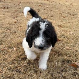 Comet - Parti male Labradoodle puppy in Monticello, Georgia from Daylin’s Doodles & Labradors