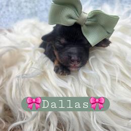 Dallas - female Cavapoochon puppy in Bullard, Texas from Cavapoochon Central LLC