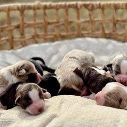 Miniature Australian Shepherds from Apple Tree Mini Aussies