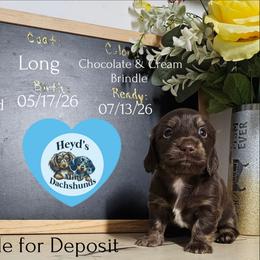 Fox - Chocolate and cream male Dachshund puppy in Hoquiam, Washington from Heyd's Mini Dachshunds