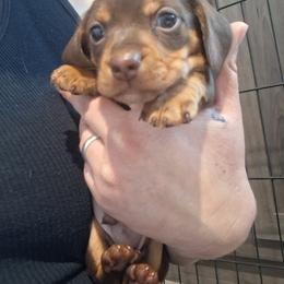Boy 2 - Chocolate and tan male Dachshund puppy in Claremont, North Carolina from The Mini Farmhouse