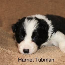 Harriet Tubman - Seal female Border Collie puppy in Crawfordsville, Indiana from Rescued Dreams Border Collies