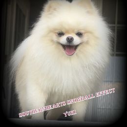SouthernHearts White Out Effect - Pomeranian