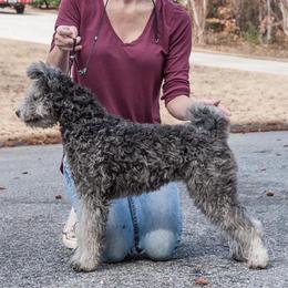 Elly - Pumi