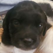 Boy 1 - Black and white male French Brittany puppy in New Florence, Pennsylvania from Laurel Furnace Bretons